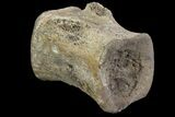 Ornithimimid Cervical Vertebra - Alberta (Disposition #-) #97052-3